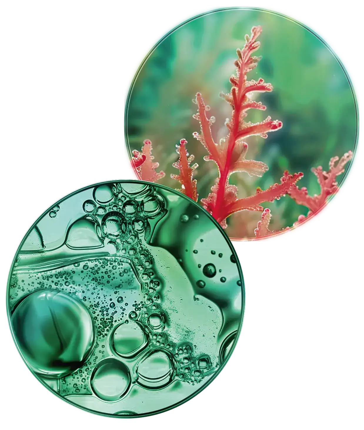 microbiom-model-SEBO-ACTIVE-CLEAR