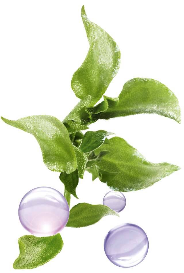 facecare-page-2022-Header-sc