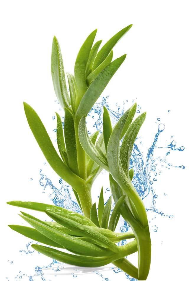 facecare-page-2022-Header-sc