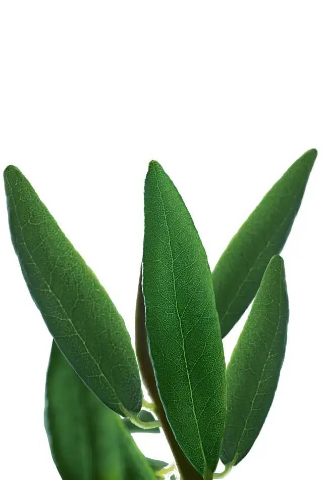 facecare-page-2022-Header-sc