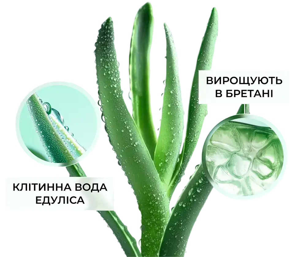 Eau cellulaire d'edulis, cultivée en Bretagne