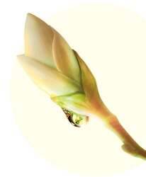 НЕКТАР БРУНЬКИ БУЗКОВОГО ДЕРЕВА