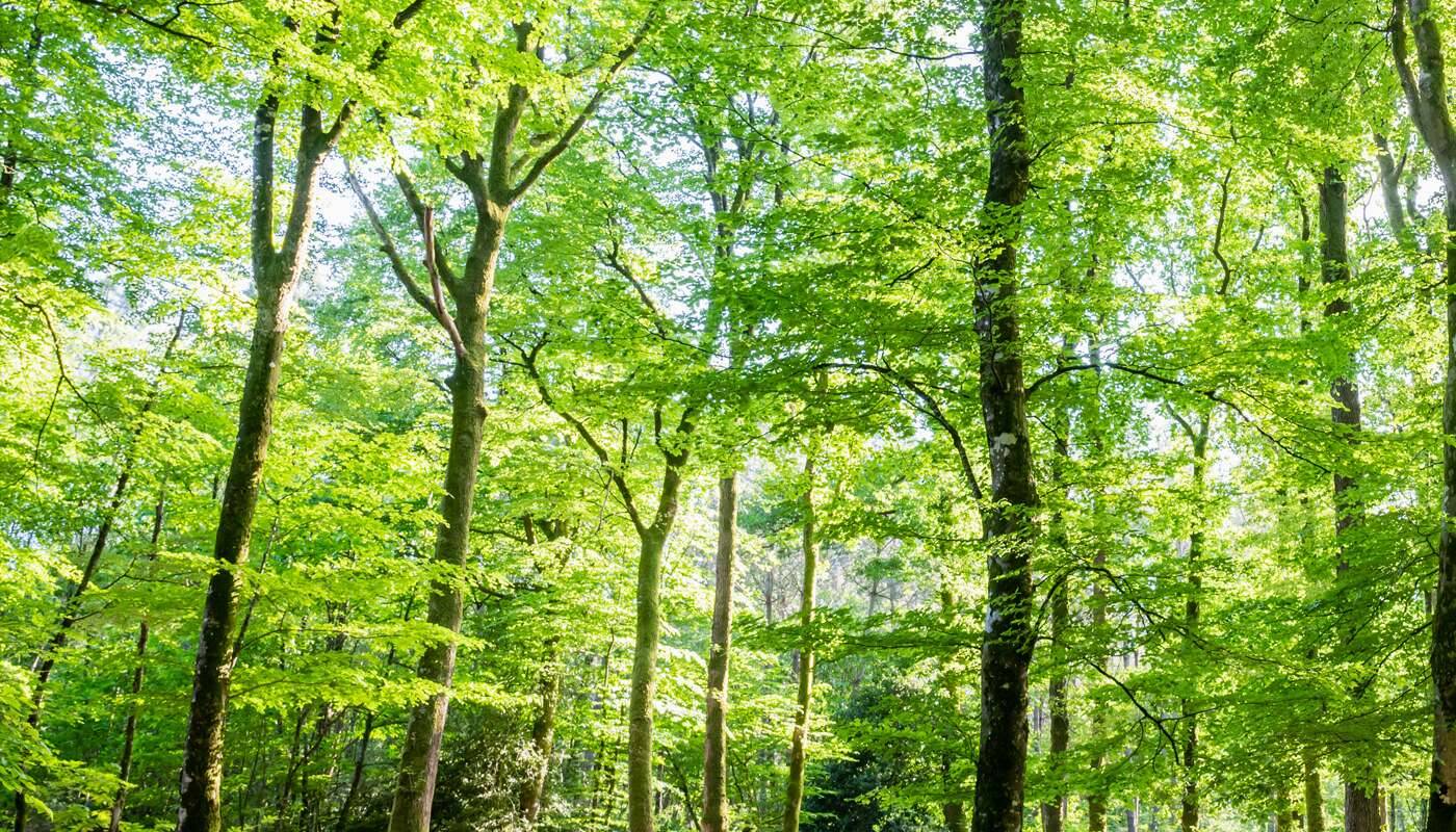 лесные деревья высокие зеленые