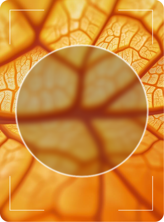 Zoom Nasturtium