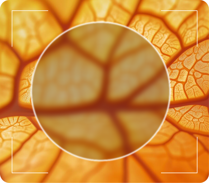 Zoom Nasturtium