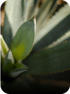 agave botanical active by yves rocher