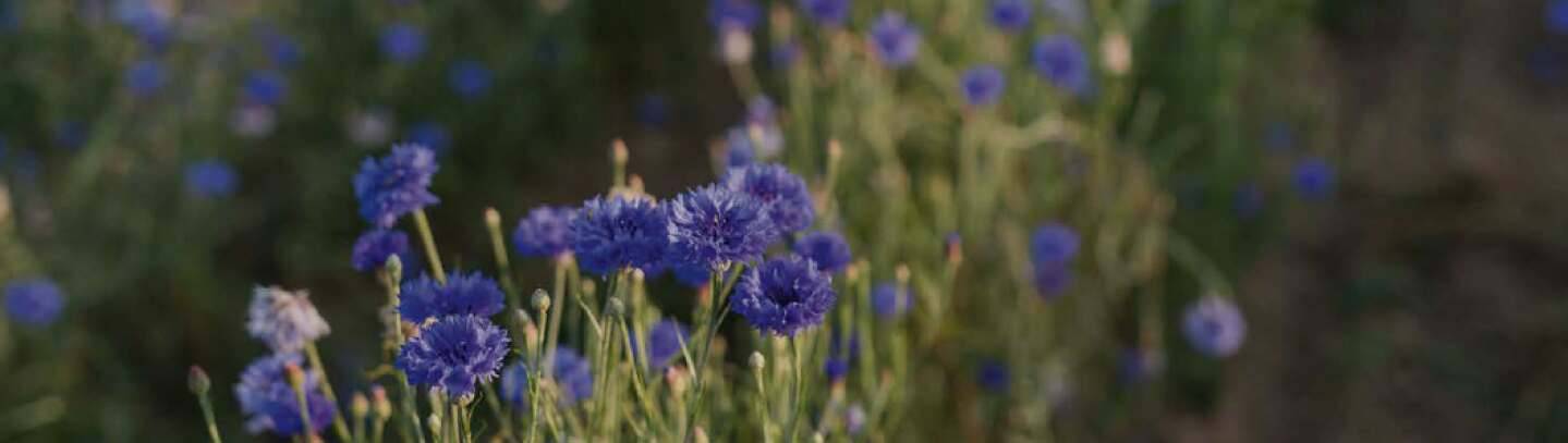 champs de bleuets