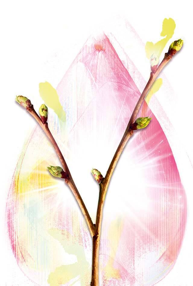 facecare-page-2022-Header-sc