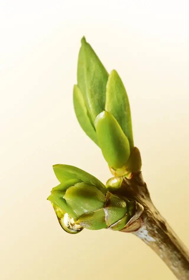 facecare-page-2022-Header-sc