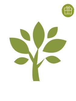 Подарунок Ів Роше - Посаджене дерево